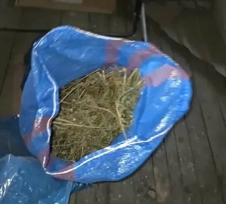 Wołów: Kierowca pod wpływem narkotyków zatrzymany. Policja zabezpieczyła 18 kg konopi